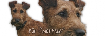 Spardose Irish Terrier